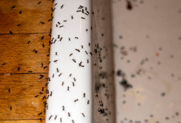 Best Affordable Pest Control Services  in Burbank, CA